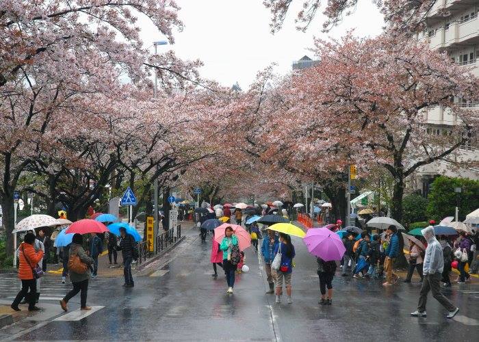 宮崎台桜祭り（宮前区）